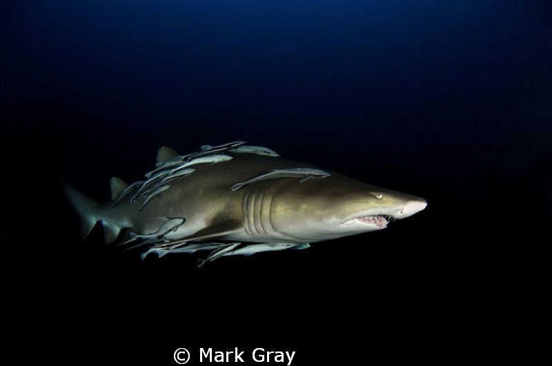 "A Sucker for Suckers". Grey Nurse Shark with Shark Suckers by Mark Gray 