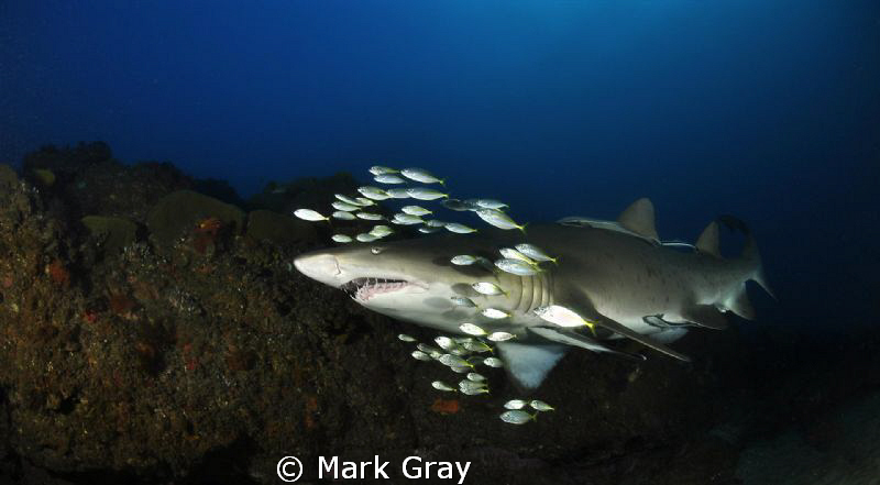 "Say Hello to my Little friends". Grey Nurse and friends,... by Mark Gray 