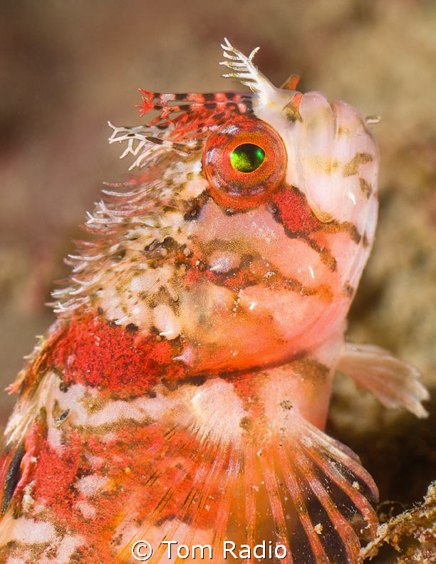 Mosshead Warbonnet
Tacoma, WA, U.S.A. by Tom Radio 