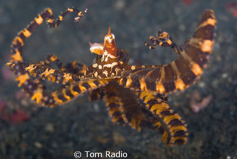 Wonderpus
Sulawesi, Indonesia by Tom Radio 