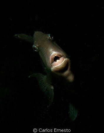 Triggerfish by Carlos Ernesto 