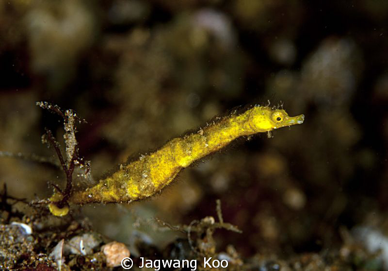 pipe horse by Jagwang Koo 