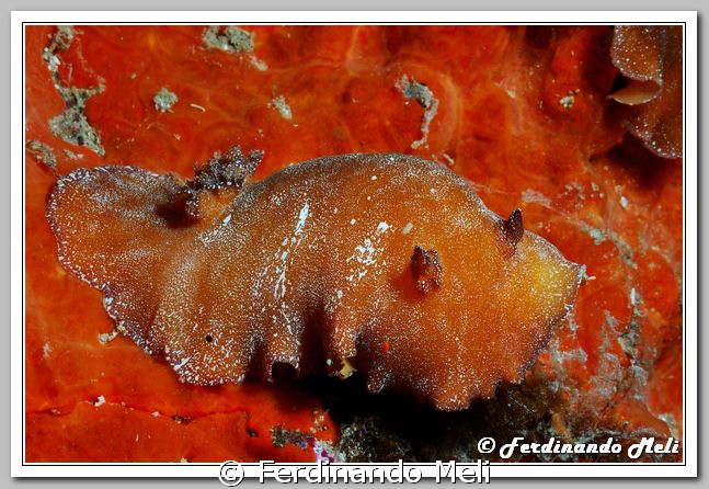 Platodoris argo. by Ferdinando Meli 