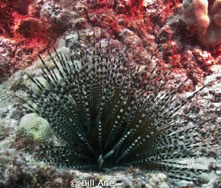 Urchin.  Canon G-10. by Bill Arle 