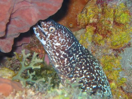 Canon A40 with flash Taken in Saba I like the color in th... by Richard Kelley 