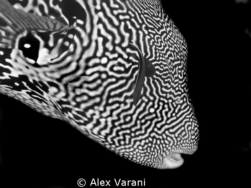 Puffer on Black & White (shot from my sweet girlfriend) by Alex Varani 