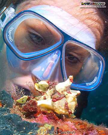 Everyone loves to see a Froggy :) Downbelow Adik Reef TAR... by Richard Swann 