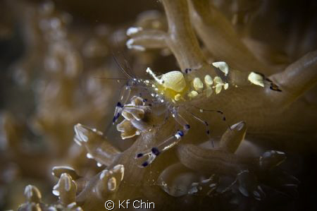Anemone Shrimp by Kf Chin 