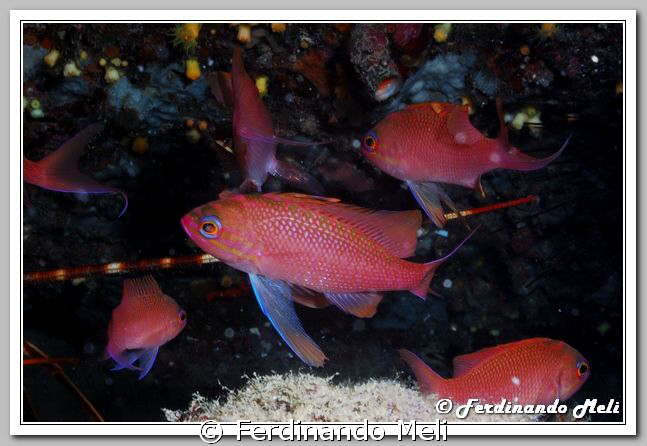 Anthia anthias by Ferdinando Meli 