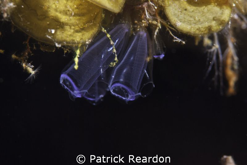 Tunicates.  Trying out my new Subsee 5X with Nikon 105. by Patrick Reardon 