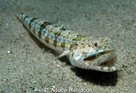 Lizardfish eating a tiny Moses sole. by Adolfo Maciocco 