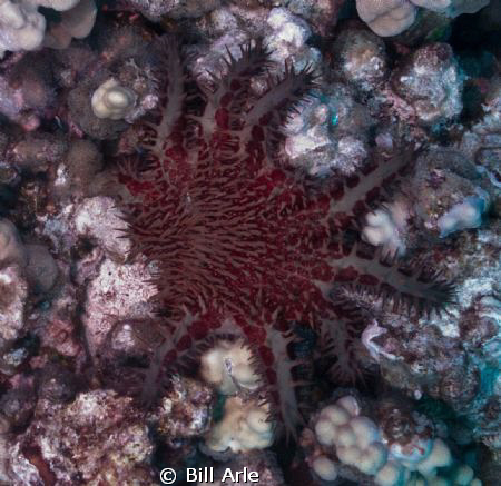 Crown of Thorns.  Big Island, Hawaii.  June, 2011. by Bill Arle 