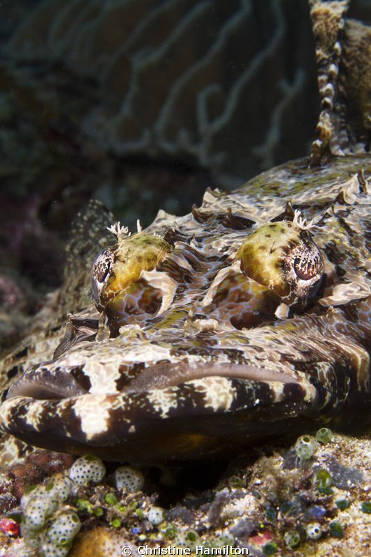 Crocodile Eyes by Christine Hamilton 