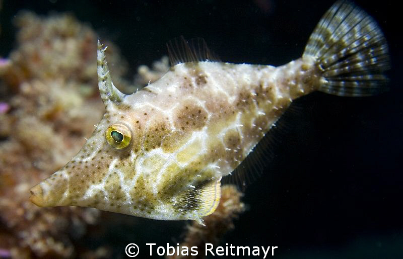 Slender filefish, Diamond Key, Utila by Tobias Reitmayr 