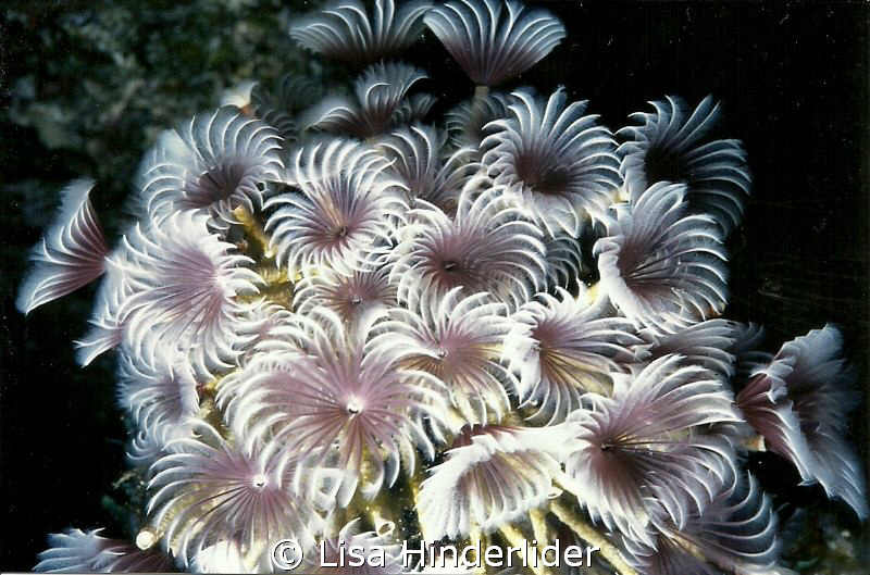 Social Feather Dusters in a bouquet! by Lisa Hinderlider 
