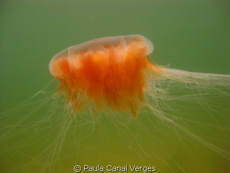 Burning Jelly by Paula Canal Vergés 