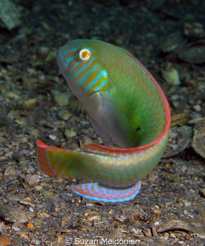 Green Razorfish Turning by Suzan Meldonian 