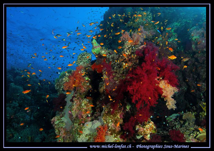 Red Sea atmosphere... :O)... by Michel Lonfat 