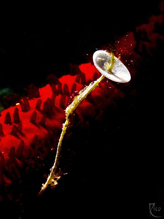 I somehow liked the scene ;-) by Rico Besserdich 