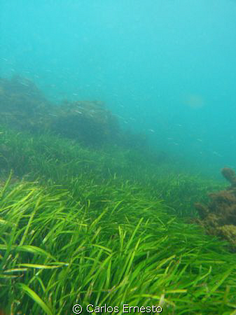 Green field. Zoostera maritima by Carlos Ernesto 
