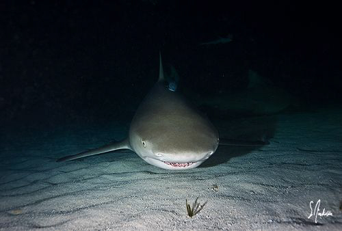 Night diving become really exciting at Tiger beach with t... by Steven Anderson 