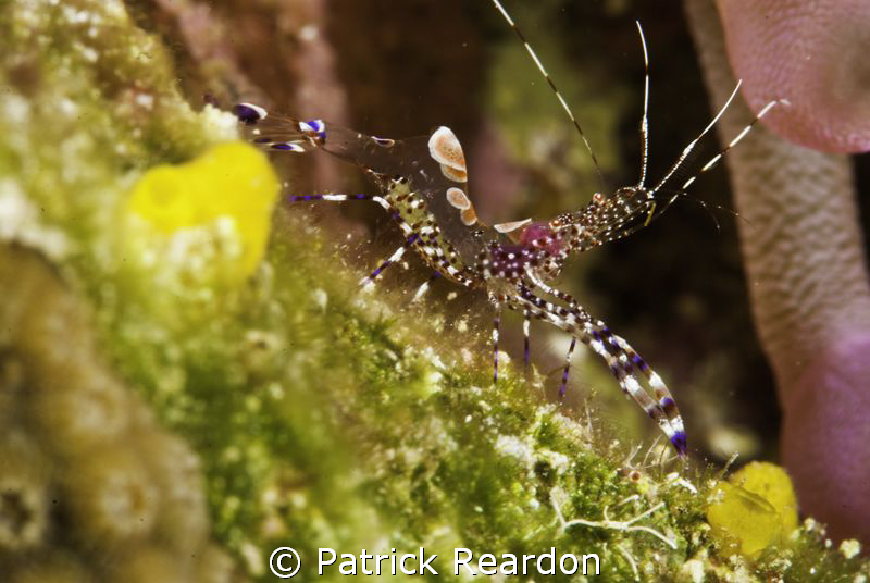 Very small spotted cleaner shrimp, one of many in with an... by Patrick Reardon 