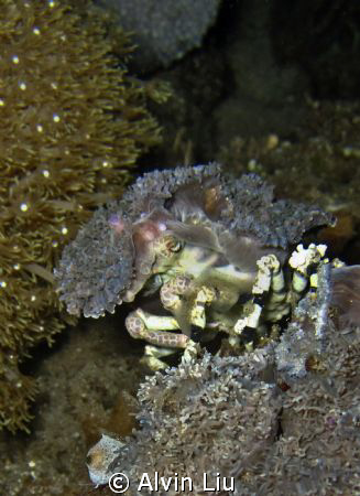 I take this shoot when I dived on mainland manado exactly... by Alvin Liu 