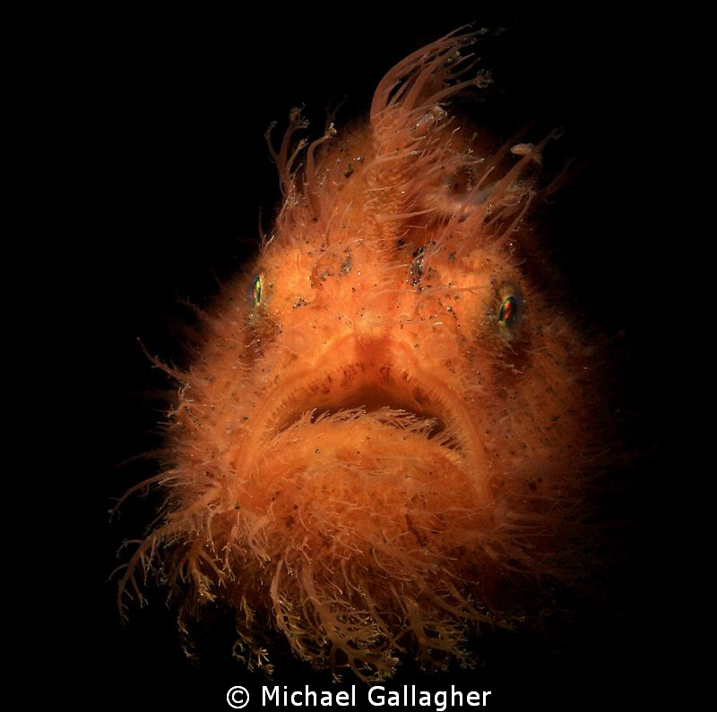 Hairy Frogfish with snoot, Lembeh by Michael Gallagher 