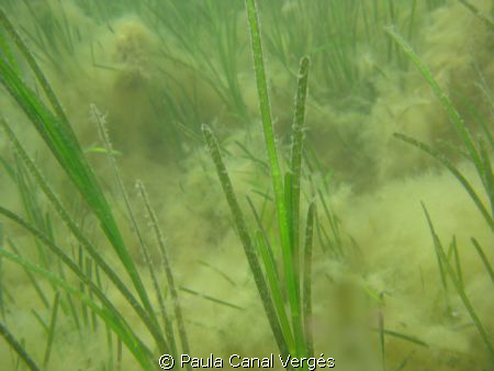Seagrass Bed of Zostera marina, covered by filamentous algae by Paula Canal Vergés 