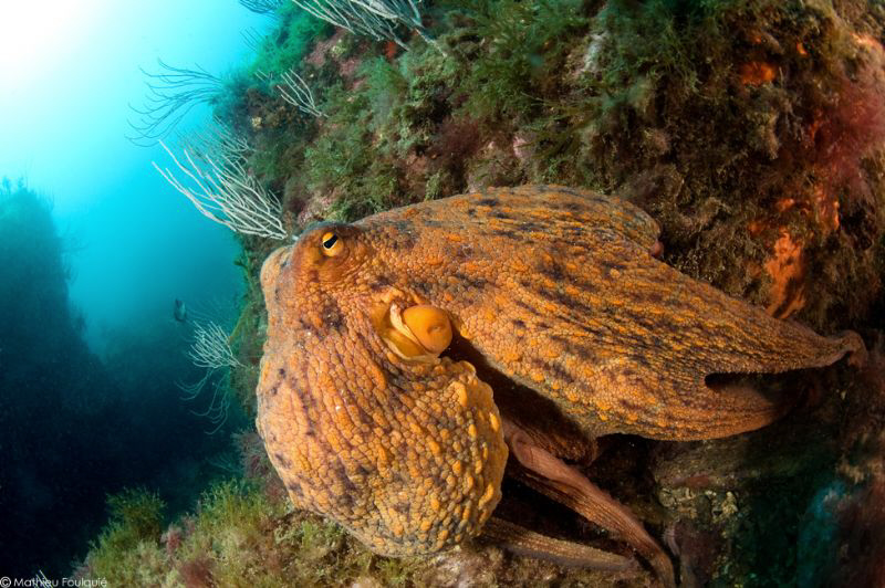 mediterranean octopus by Mathieu Foulquié 