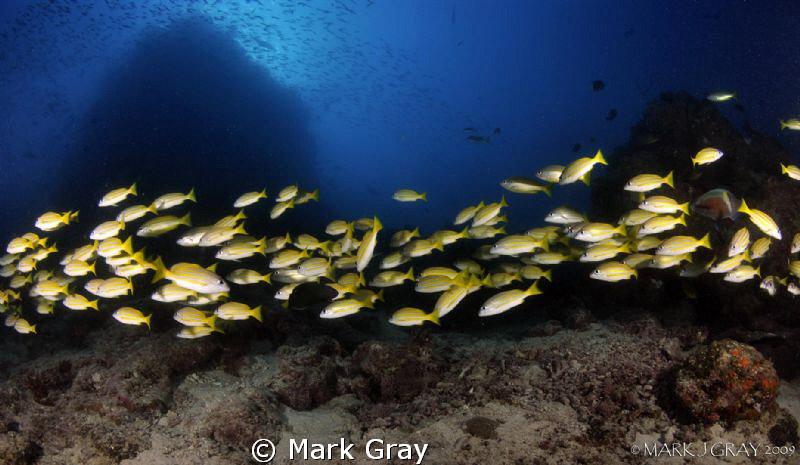 "Yellow line"...Yellow Snapper at Steve's Bommie, GBR by Mark Gray 