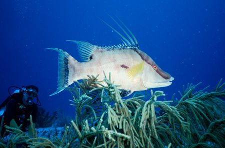 Diver watches Fish in the Bimini area of the Bahamas - ta... by Michael Shope 