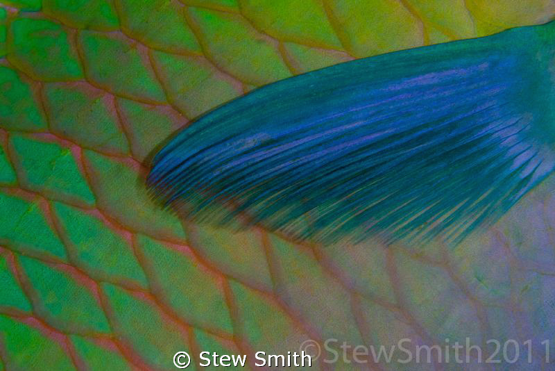 Abstract. Parrot fish scales and pectoral fin by Stew Smith 