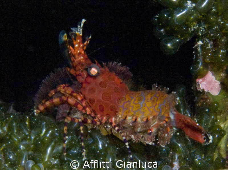 saron sp. by Afflitti Gianluca 