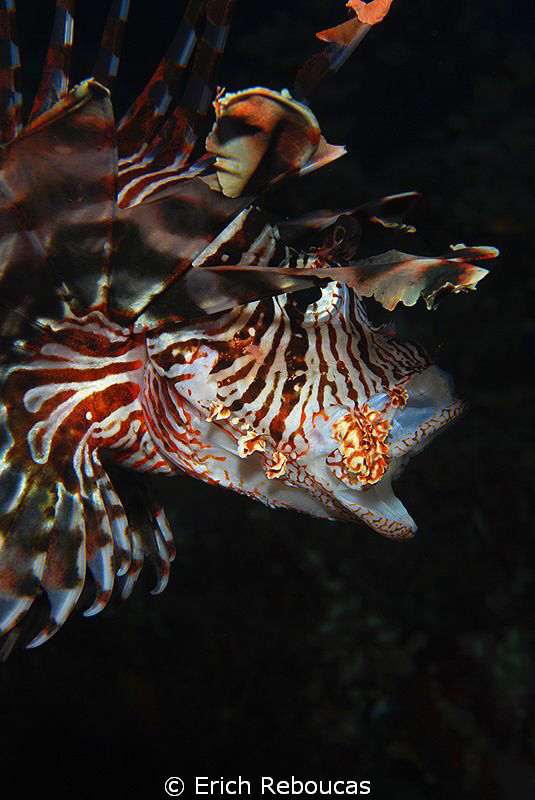 Lionfish yawning by Erich Reboucas 