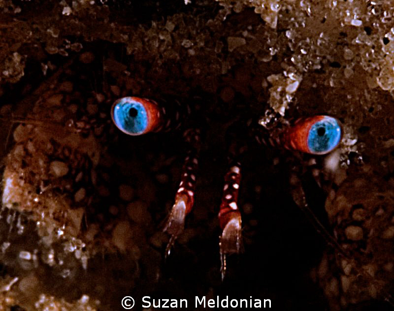 I have eyes for you! by Suzan Meldonian 