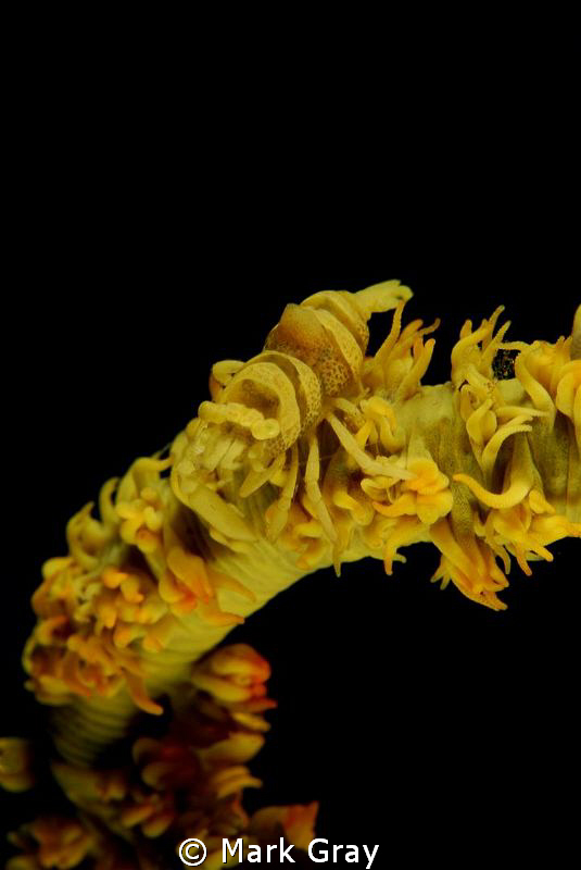 Sea Whip Shrimp by Mark Gray 