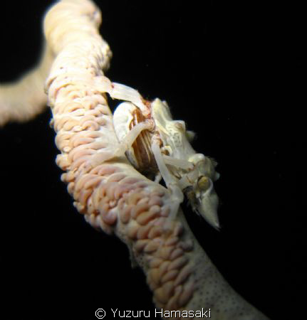 A big Xeno Crab sitting on whip coral by Yuzuru Hamasaki 