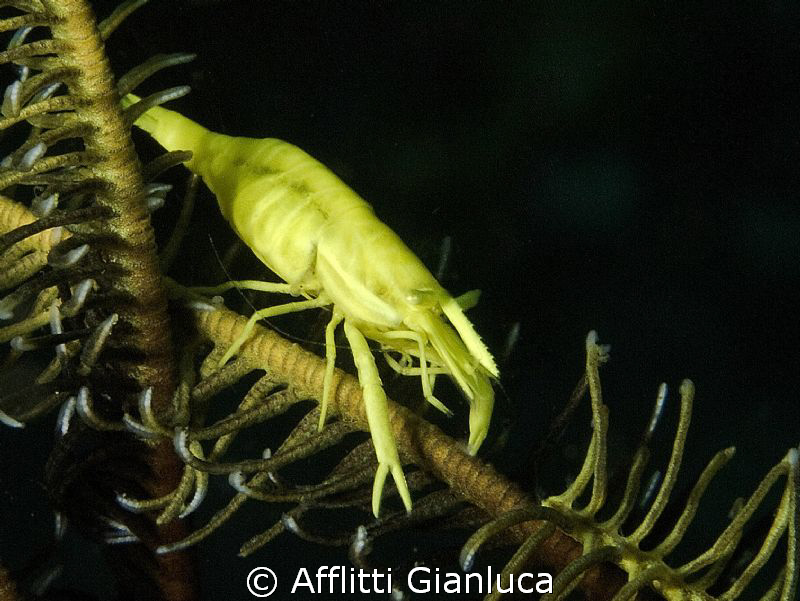 periclemenes  sp. by Afflitti Gianluca 