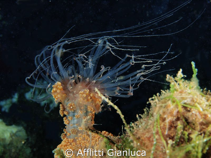 alicia mirabilis by Afflitti Gianluca 