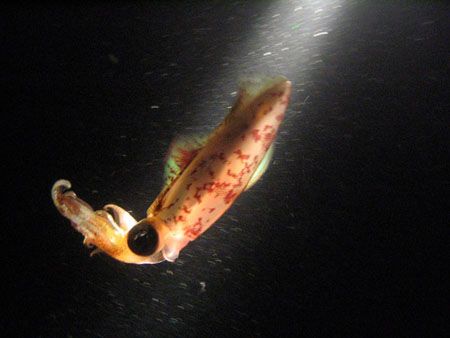 One to beam up.. This small squid caught our attention du... by Ed Garcia 