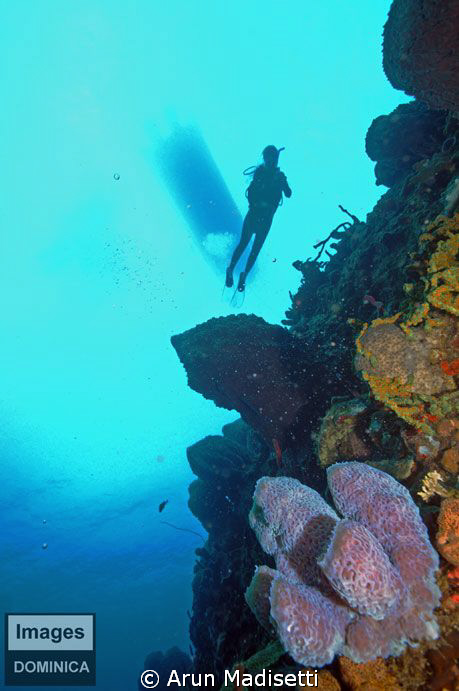 Diver and reef by Arun Madisetti 