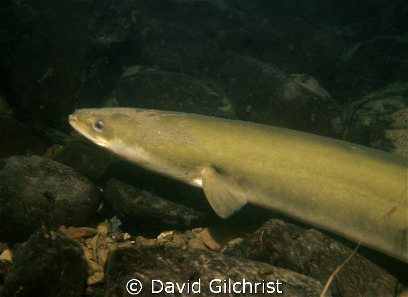 An American eel moves along the bottom of the Niagara riv... by David Gilchrist 