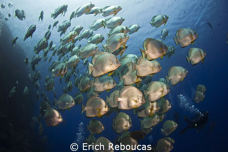 Schooling Batfish and divers by Erich Reboucas 