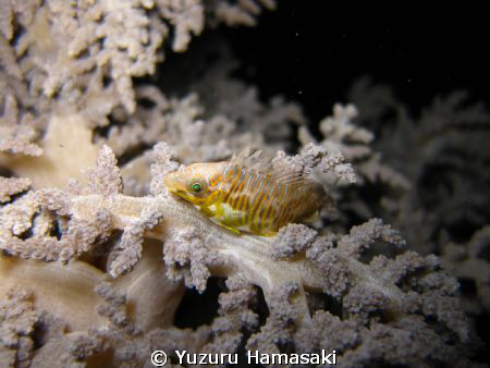a pretty fish sleeping at night by Yuzuru Hamasaki 