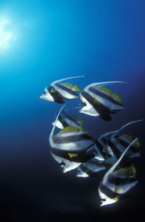 Schooling coachmen or bannerfish group and dance for the ... by Fiona Ayerst 