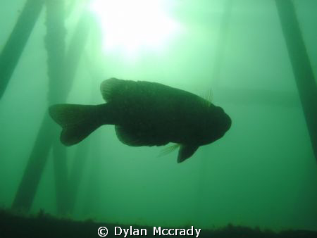 this is a really cool photo i took of a bluegill at Haigh... by Dylan Mccrady 