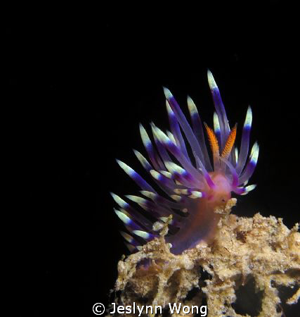 Flabellina by Jeslynn Wong 