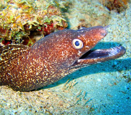 "Blue Bay Reef" Curacao Netherlands Antilles.
Canon powe... by Frank Jong 