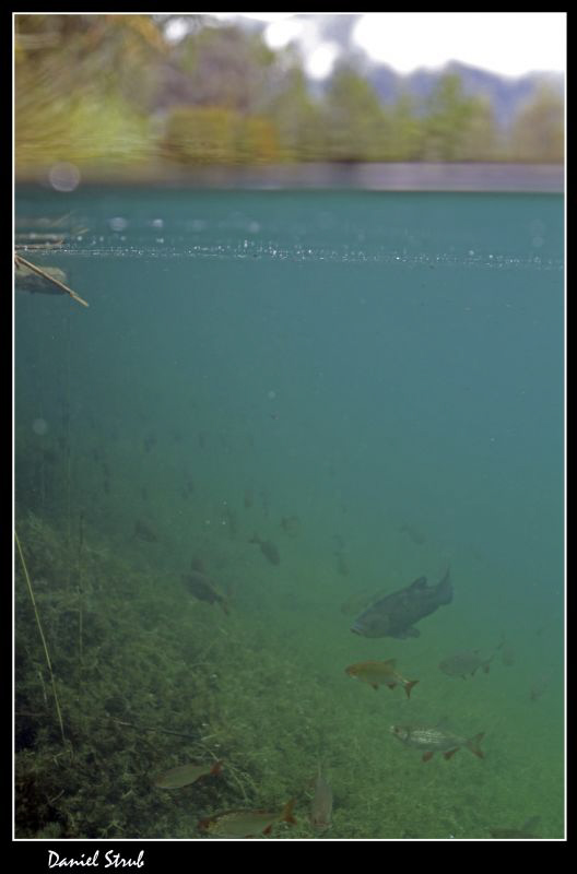 Life beneath surface :-D by Daniel Strub 